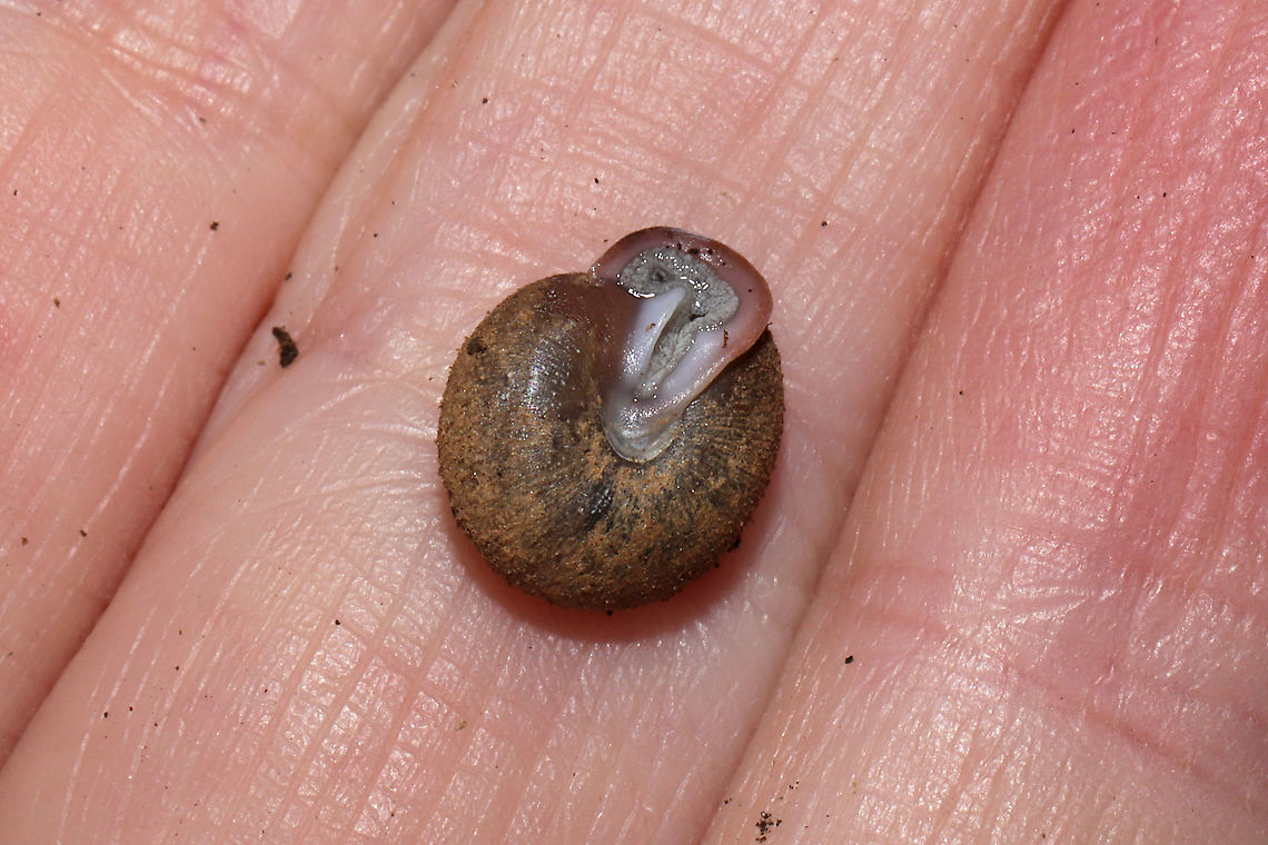 Shagreen (Inflectarius inflectus) Under a fallen hardwood branch in a moist valley/mixed forest understory.<br />
I originally thought this was an old, worn Stenotrema barbigerum, but I just ran across this species and it is a much better match! Still tentative and waiting on other contributors to this ID.<br />
<figure class="photo"><a href="https://www.jungledragon.com/image/109752/shagreen_inflectarius_inflectus.html" title="Shagreen (Inflectarius inflectus)"><img src="https://s3.amazonaws.com/media.jungledragon.com/images/3231/109752_thumb.jpg?AWSAccessKeyId=05GMT0V3GWVNE7GGM1R2&Expires=1770854410&Signature=4WBp5XXmZs4Afh0BKbFtKh%2F9fsk%3D" width="200" height="134" alt="Shagreen (Inflectarius inflectus) Under a fallen hardwood branch in a moist valley/mixed forest understory.<br />
I originally thought this was an old, worn Stenotrema barbigerum, but I just ran across this species and it is a much better match! Still tentative and waiting on other contributors to this ID.<br />
https://www.jungledragon.com/image/109753/shagreen_inflectarius_inflectus.html Fall,Geotagged,Inflectarius inflectus,Shagreen,United States" /></a></figure> Fall,Geotagged,Inflectarius inflectus,Shagreen,United States
