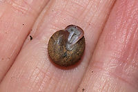 Shagreen (Inflectarius inflectus) Under a fallen hardwood branch in a moist valley/mixed forest understory.<br />
I originally thought this was an old, worn Stenotrema barbigerum, but I just ran across this species and it is a much better match! Still tentative and waiting on other contributors to this ID.<br />
https://www.jungledragon.com/image/109752/shagreen_inflectarius_inflectus.html Fall,Geotagged,Inflectarius inflectus,Shagreen,United States