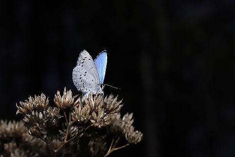 Spring Azure (Celastrina ladon) One of the first butterflies I've seen this season (definitely the first i've captured on camera)! At a meadowy powerline cut, resting on some old flowerheads. Celastrina ladon,Geotagged,Spring Azure,United States,Winter