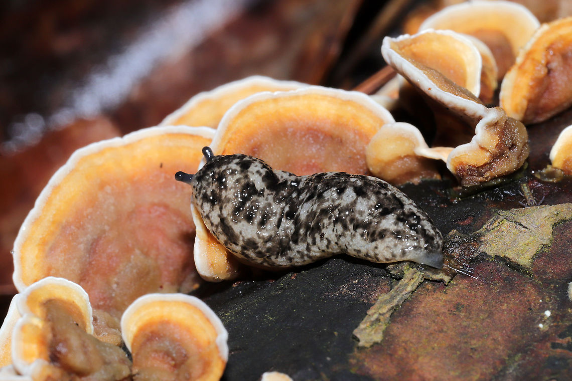Carolina Mantleslug (Philomycus carolinianus) Adorable, chubby slug on Stereum (lobatum or fasciatum?). In a moist, dense mixed forest understory.<br />
<figure class="photo"><a href="https://www.jungledragon.com/image/110169/carolina_mantleslug_philomycus_carolinianus.html" title="Carolina Mantleslug (Philomycus carolinianus)"><img src="https://s3.amazonaws.com/media.jungledragon.com/images/3231/110169_thumb.jpg?AWSAccessKeyId=05GMT0V3GWVNE7GGM1R2&Expires=1759968010&Signature=dgx1nKOgotRgmvrqEJTkq8h3AUU%3D" width="102" height="152" alt="Carolina Mantleslug (Philomycus carolinianus) Adorable, chubby slug on Stereum (lobatum or fasciatum?). In a moist, dense mixed forest understory.<br />
https://www.jungledragon.com/image/110168/carolina_mantleslug_philomycus_carolinianus.html<br />
 Carolina mantleslug,Geotagged,Philomycus carolinianus,United States,Winter" /></a></figure> Carolina mantleslug,Geotagged,Philomycus carolinianus,United States,Winter