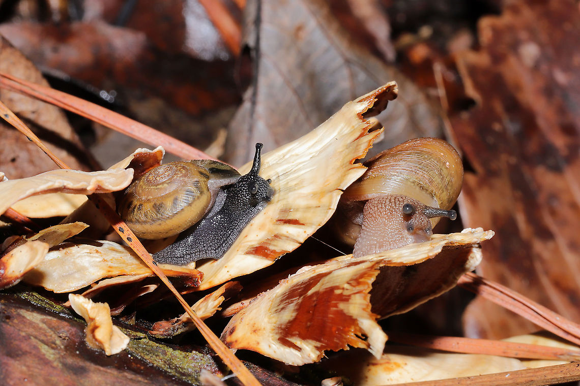 Eastern Whitelip (Neohelix albolabris)? Tentative ID.<br />
Snails chowing down on Stereum (lobatum or fasciatium). In a moist mixed forest understory. Please feel free to correct me! Eastern Whitelip,Geotagged,Neohelix albolabris,United States,Winter