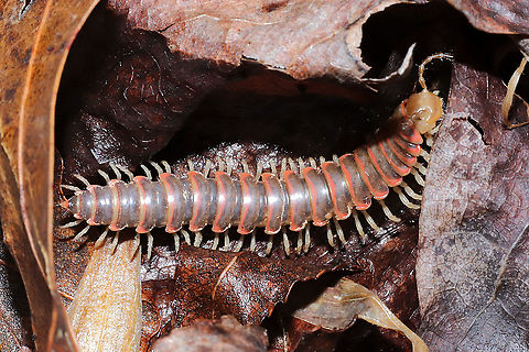 Oenomaea pulchella Under leaf litter at a mixed forest edge. Hooked paranota confirm this ID. A rare spotting, a first for Georgia on iNaturalist.
https://www.jungledragon.com/image/110377/oenomaea_pulchella.html Geotagged,Oenomaea pulchella,United States,Winter