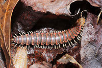 Oenomaea pulchella Under leaf litter at a mixed forest edge. Hooked paranota confirm this ID. A rare spotting, a first for Georgia on iNaturalist.<br />
https://www.jungledragon.com/image/110377/oenomaea_pulchella.html Geotagged,Oenomaea pulchella,United States,Winter
