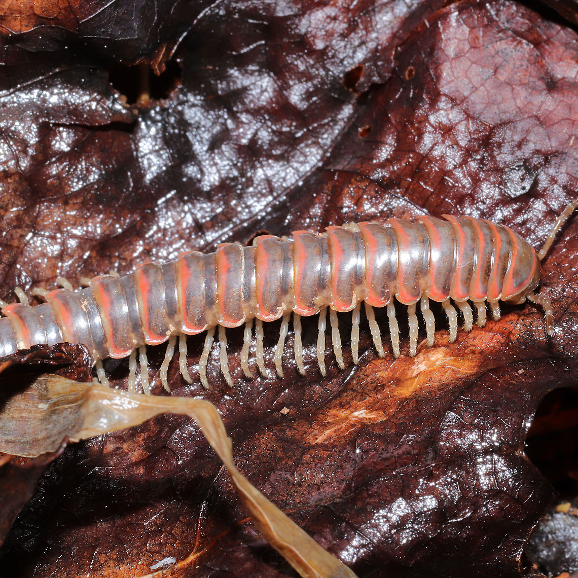 Oenomaea pulchella Under leaf litter at a mixed forest edge. Hooked paranota confirm this ID. A rare spotting, a first for Georgia on iNaturalist. <br />
<figure class="photo"><a href="https://www.jungledragon.com/image/110375/oenomaea_pulchella.html" title="Oenomaea pulchella"><img src="https://s3.amazonaws.com/media.jungledragon.com/images/3231/110375_thumb.jpg?AWSAccessKeyId=05GMT0V3GWVNE7GGM1R2&Expires=1767225610&Signature=Ht9avYYhfKQeXsD4GivM%2Fcas8IY%3D" width="200" height="134" alt="Oenomaea pulchella Under leaf litter at a mixed forest edge. Hooked paranota confirm this ID. A rare spotting, a first for Georgia on iNaturalist.<br />
https://www.jungledragon.com/image/110377/oenomaea_pulchella.html Geotagged,Oenomaea pulchella,United States,Winter" /></a></figure> Geotagged,Oenomaea pulchella,United States,Winter