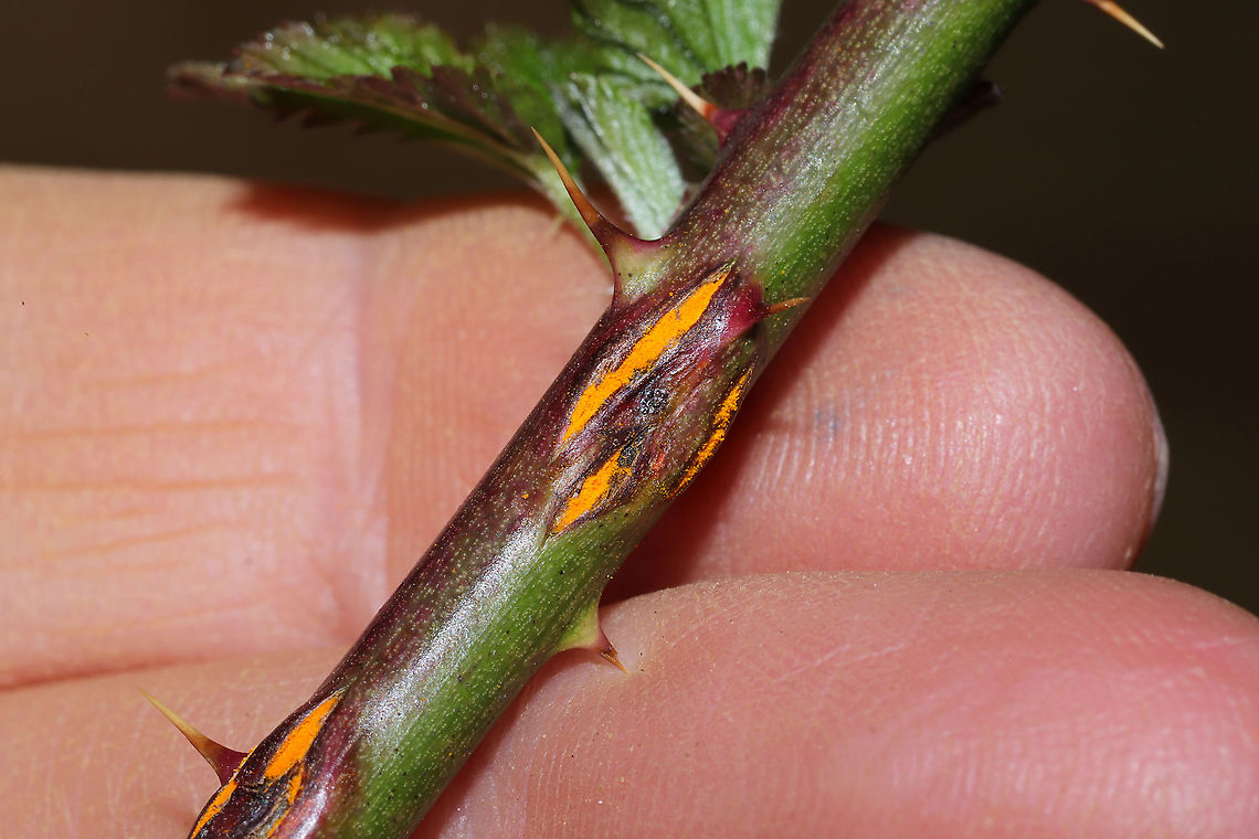 Pale Bramble Rust (Kuehneola uredinis) Rust fungus forming blisters on Allegheny Blackberry stems.<br />
<figure class="photo"><a href="https://www.jungledragon.com/image/110477/pale_bramble_rust_kuehneola_uredinis.html" title="Pale Bramble Rust (Kuehneola uredinis)"><img src="https://s3.amazonaws.com/media.jungledragon.com/images/3231/110477_thumb.jpg?AWSAccessKeyId=05GMT0V3GWVNE7GGM1R2&Expires=1763596810&Signature=wXeqCxuQT9hf0qFMAK24XbdkFQc%3D" width="200" height="134" alt="Pale Bramble Rust (Kuehneola uredinis) Rust fungus forming blisters on Allegheny Blackberry stems.<br />
https://www.jungledragon.com/image/110476/pale_bramble_rust_kuehneola_uredinis.html Geotagged,Kuehneola uredinis,United States,Winter" /></a></figure><br />
 Geotagged,Kuehneola uredinis,United States,Winter