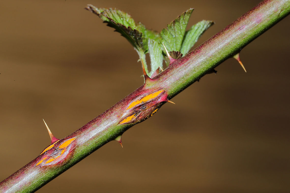 Pale Bramble Rust (Kuehneola uredinis) Rust fungus forming blisters on Allegheny Blackberry stems.<br />
<figure class="photo"><a href="https://www.jungledragon.com/image/110476/pale_bramble_rust_kuehneola_uredinis.html" title="Pale Bramble Rust (Kuehneola uredinis)"><img src="https://s3.amazonaws.com/media.jungledragon.com/images/3231/110476_thumb.jpg?AWSAccessKeyId=05GMT0V3GWVNE7GGM1R2&Expires=1767225610&Signature=4KjNtbaDUqIk0yTx%2BTW%2BEJy8rGI%3D" width="200" height="134" alt="Pale Bramble Rust (Kuehneola uredinis) Rust fungus forming blisters on Allegheny Blackberry stems.<br />
https://www.jungledragon.com/image/110477/pale_bramble_rust_kuehneola_uredinis.html<br />
 Geotagged,Kuehneola uredinis,United States,Winter" /></a></figure> Geotagged,Kuehneola uredinis,United States,Winter