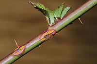 Pale Bramble Rust (Kuehneola uredinis) Rust fungus forming blisters on Allegheny Blackberry stems.<br />
https://www.jungledragon.com/image/110476/pale_bramble_rust_kuehneola_uredinis.html Geotagged,Kuehneola uredinis,United States,Winter