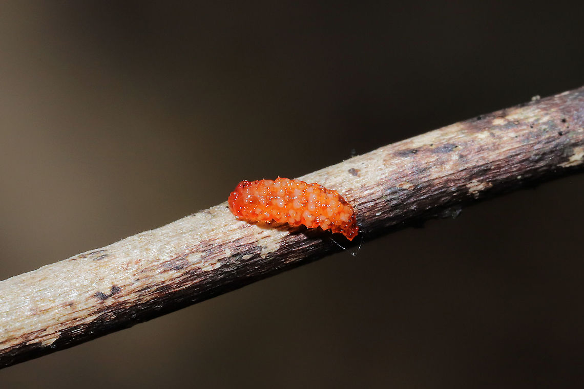 Unknown Larva (Ventral View) Small, "gloopy" larva that was clinging to my pants in a mixed forest understory (near a flood plain). I relocated it to a low branch.<br />
<br />
Working on an ID! The only thing I could think of was something in the Limacodidae family?<br />
<figure class="photo"><a href="https://www.jungledragon.com/image/110491/unknown_larva_dorsal_view.html" title="Unknown Larva (Dorsal View)"><img src="https://s3.amazonaws.com/media.jungledragon.com/images/3231/110491_thumb.jpg?AWSAccessKeyId=05GMT0V3GWVNE7GGM1R2&Expires=1769040010&Signature=PSu1WyWLKnHAYzc2rihkw9vMRQk%3D" width="200" height="200" alt="Unknown Larva (Dorsal View) Small, "gloopy" larva that was clinging to my pants in a mixed forest understory (near a flood plain). I relocated it to a low branch.<br />
<br />
Working on an ID! The only thing I could think of was something in the Limacodidae family?<br />
https://www.jungledragon.com/image/110490/unknown_larva.html<br />
https://www.jungledragon.com/image/110489/unknown_larva.html Geotagged,United States,Winter" /></a></figure><br />
<figure class="photo"><a href="https://www.jungledragon.com/image/110490/unknown_larva_dorsolateral_view.html" title="Unknown Larva (Dorsolateral View)"><img src="https://s3.amazonaws.com/media.jungledragon.com/images/3231/110490_thumb.jpg?AWSAccessKeyId=05GMT0V3GWVNE7GGM1R2&Expires=1769040010&Signature=VKyGL3w2MZ94kgj8NSbPqlRaJ2c%3D" width="200" height="134" alt="Unknown Larva (Dorsolateral View) Small, "gloopy" larva that was clinging to my pants in a mixed forest understory (near a flood plain). I relocated it to a low branch.<br />
<br />
Working on an ID! The only thing I could think of was something in the Limacodidae family?<br />
https://www.jungledragon.com/image/110491/unknown_larva.html<br />
https://www.jungledragon.com/image/110489/unknown_larva.html Geotagged,United States,Winter" /></a></figure> Geotagged,United States,Winter