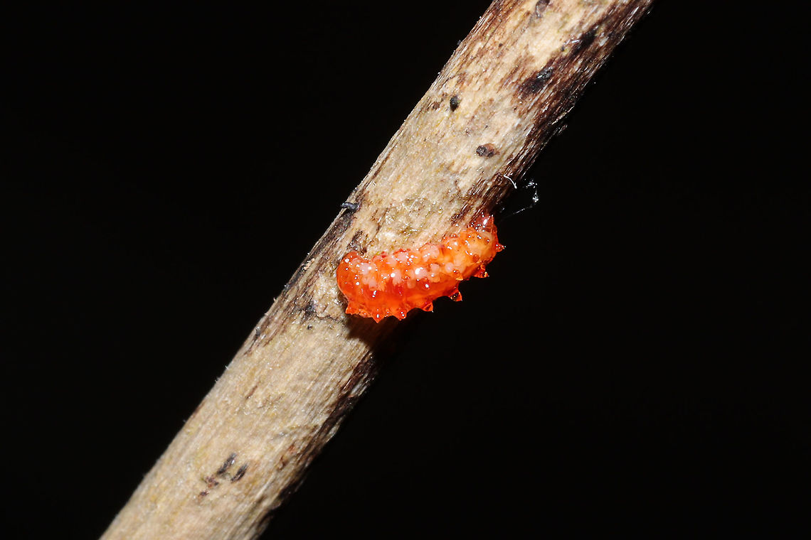 Unknown Larva (Dorsolateral View) Small, "gloopy" larva that was clinging to my pants in a mixed forest understory (near a flood plain). I relocated it to a low branch.<br />
<br />
Working on an ID! The only thing I could think of was something in the Limacodidae family?<br />
<figure class="photo"><a href="https://www.jungledragon.com/image/110491/unknown_larva_dorsal_view.html" title="Unknown Larva (Dorsal View)"><img src="https://s3.amazonaws.com/media.jungledragon.com/images/3231/110491_thumb.jpg?AWSAccessKeyId=05GMT0V3GWVNE7GGM1R2&Expires=1769040010&Signature=PSu1WyWLKnHAYzc2rihkw9vMRQk%3D" width="200" height="200" alt="Unknown Larva (Dorsal View) Small, "gloopy" larva that was clinging to my pants in a mixed forest understory (near a flood plain). I relocated it to a low branch.<br />
<br />
Working on an ID! The only thing I could think of was something in the Limacodidae family?<br />
https://www.jungledragon.com/image/110490/unknown_larva.html<br />
https://www.jungledragon.com/image/110489/unknown_larva.html Geotagged,United States,Winter" /></a></figure><br />
<figure class="photo"><a href="https://www.jungledragon.com/image/110489/unknown_larva_ventral_view.html" title="Unknown Larva (Ventral View)"><img src="https://s3.amazonaws.com/media.jungledragon.com/images/3231/110489_thumb.jpg?AWSAccessKeyId=05GMT0V3GWVNE7GGM1R2&Expires=1769040010&Signature=C0D8DblVbPI126A9WyaANpPgSuc%3D" width="200" height="134" alt="Unknown Larva (Ventral View) Small, "gloopy" larva that was clinging to my pants in a mixed forest understory (near a flood plain). I relocated it to a low branch.<br />
<br />
Working on an ID! The only thing I could think of was something in the Limacodidae family?<br />
https://www.jungledragon.com/image/110491/unknown_larva.html<br />
https://www.jungledragon.com/image/110490/unknown_larva.html Geotagged,United States,Winter" /></a></figure> Geotagged,United States,Winter