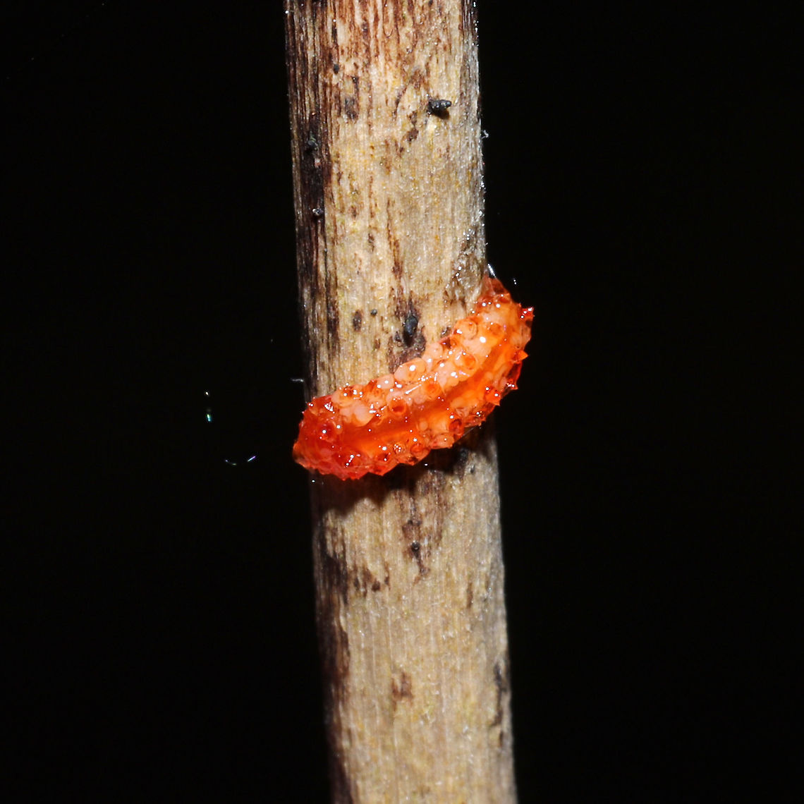 Unknown Larva (Dorsal View) Small, "gloopy" larva that was clinging to my pants in a mixed forest understory (near a flood plain). I relocated it to a low branch.<br />
<br />
Working on an ID! The only thing I could think of was something in the Limacodidae family?<br />
<figure class="photo"><a href="https://www.jungledragon.com/image/110490/unknown_larva_dorsolateral_view.html" title="Unknown Larva (Dorsolateral View)"><img src="https://s3.amazonaws.com/media.jungledragon.com/images/3231/110490_thumb.jpg?AWSAccessKeyId=05GMT0V3GWVNE7GGM1R2&Expires=1763596810&Signature=ScMdXKj87FMmRG9bOLNDX1sCGwE%3D" width="200" height="134" alt="Unknown Larva (Dorsolateral View) Small, "gloopy" larva that was clinging to my pants in a mixed forest understory (near a flood plain). I relocated it to a low branch.<br />
<br />
Working on an ID! The only thing I could think of was something in the Limacodidae family?<br />
https://www.jungledragon.com/image/110491/unknown_larva.html<br />
https://www.jungledragon.com/image/110489/unknown_larva.html Geotagged,United States,Winter" /></a></figure><br />
<figure class="photo"><a href="https://www.jungledragon.com/image/110489/unknown_larva_ventral_view.html" title="Unknown Larva (Ventral View)"><img src="https://s3.amazonaws.com/media.jungledragon.com/images/3231/110489_thumb.jpg?AWSAccessKeyId=05GMT0V3GWVNE7GGM1R2&Expires=1763596810&Signature=N73%2BFuXsMPLq1DmCcJVBGg8lGQE%3D" width="200" height="134" alt="Unknown Larva (Ventral View) Small, "gloopy" larva that was clinging to my pants in a mixed forest understory (near a flood plain). I relocated it to a low branch.<br />
<br />
Working on an ID! The only thing I could think of was something in the Limacodidae family?<br />
https://www.jungledragon.com/image/110491/unknown_larva.html<br />
https://www.jungledragon.com/image/110490/unknown_larva.html Geotagged,United States,Winter" /></a></figure> Geotagged,United States,Winter