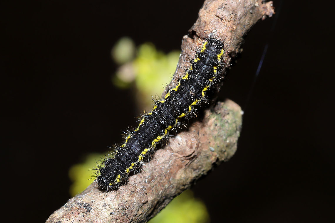 Neighbor Moth Larva (Haploa contigua) Found on a buckeye sapling in a mixed forest understory (near a seasonal stream)<br />
 Geotagged,Haploa contigua,Neighbor moth,United States,Winter