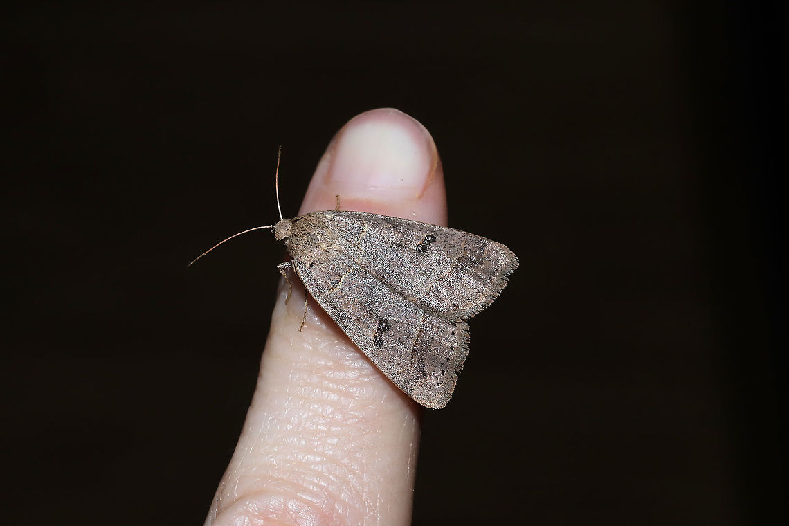 Common Oak Moth (Phoberia atomaris) At porch lights at a dense mixed forest edge.<br />
<figure class="photo"><a href="https://www.jungledragon.com/image/110660/common_oak_moth_phoberia_atomaris.html" title="Common Oak Moth (Phoberia atomaris)"><img src="https://s3.amazonaws.com/media.jungledragon.com/images/3231/110660_thumb.jpg?AWSAccessKeyId=05GMT0V3GWVNE7GGM1R2&Expires=1759968010&Signature=N%2FCwEmuSTA682jFOqAl%2Fxmm9VqQ%3D" width="200" height="134" alt="Common Oak Moth (Phoberia atomaris) At porch lights at a dense mixed forest edge.<br />
https://www.jungledragon.com/image/110659/common_oak_moth_phoberia_atomaris.html Common oak moth,Geotagged,Phoberia atomaris,United States,Winter" /></a></figure><br />
 Common oak moth,Geotagged,Phoberia atomaris,United States,Winter