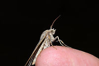 Common Oak Moth (Phoberia atomaris) At porch lights at a dense mixed forest edge.<br />
https://www.jungledragon.com/image/110659/common_oak_moth_phoberia_atomaris.html Common oak moth,Geotagged,Phoberia atomaris,United States,Winter