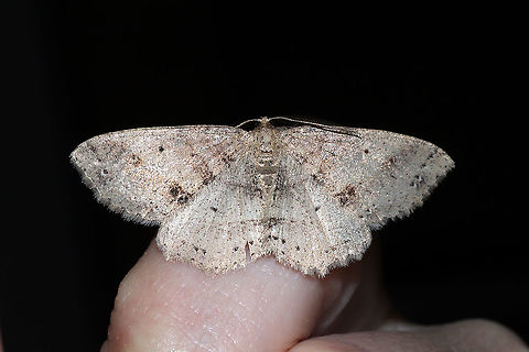 Signate Melanolophia Moth (Melanolophia signataria) At porch lights at a dense mixed forest edge.
 Geotagged,Melanolophia signataria,Signate Melanolophia,United States,Winter