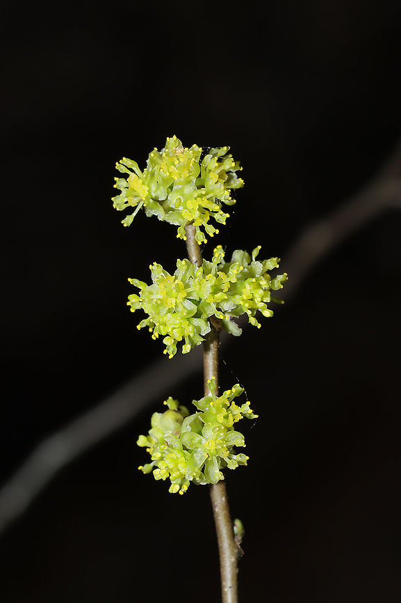 Northern Spicebush Flowers (Lindera benzoin) In a moist forest understory, near a seasonal stream.<br />
 Common spicebush,Geotagged,Lindera benzoin,United States,Winter