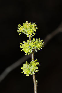 Northern Spicebush Flowers (Lindera benzoin) In a moist forest understory, near a seasonal stream.
 Common spicebush,Geotagged,Lindera benzoin,United States,Winter