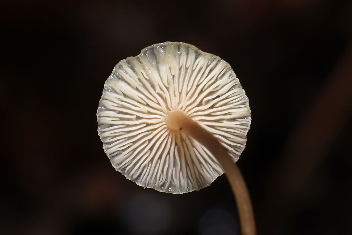 Lentil Shanklet (Collybia tuberosa) Small mushrooms growing in leaf litter (hickory) and pine detritus in a moist forest understory in Gordon County, GA, US, January 2021.. Bases are attached to orange/peachy sclerotia.<br />
<figure class="photo"><a href="https://www.jungledragon.com/image/110785/lentil_shanklet_collybia_tuberosa.html" title="Lentil Shanklet (Collybia tuberosa)"><img src="https://s3.amazonaws.com/media.jungledragon.com/images/3231/110785_thumb.jpg?AWSAccessKeyId=05GMT0V3GWVNE7GGM1R2&Expires=1759968010&Signature=J14xnR5wVxCiFfuGCLSCmOsHO0U%3D" width="200" height="134" alt="Lentil Shanklet (Collybia tuberosa) Small mushrooms growing in leaf litter (hickory) and pine detritus in a moist forest understory in Gordon County, GA, US, January 2021.. Bases are attached to orange/peachy sclerotia. <br />
https://www.jungledragon.com/image/110784/lentil_shanklet_collybia_tuberosa.html<br />
https://www.jungledragon.com/image/110783/lentil_shanklet_collybia_tuberosa.html Collybia tuberosa,Geotagged,United States,Winter" /></a></figure><br />
<figure class="photo"><a href="https://www.jungledragon.com/image/110784/lentil_shanklet_collybia_tuberosa.html" title="Lentil Shanklet (Collybia tuberosa)"><img src="https://s3.amazonaws.com/media.jungledragon.com/images/3231/110784_thumb.jpg?AWSAccessKeyId=05GMT0V3GWVNE7GGM1R2&Expires=1759968010&Signature=RUdZlLridLvPNQpry1iv31tEnng%3D" width="200" height="134" alt="Lentil Shanklet (Collybia tuberosa) Small mushrooms growing in leaf litter (hickory) and pine detritus in a moist forest understory in Gordon County, GA, US, January 2021.. Bases are attached to orange/peachy sclerotia.<br />
https://www.jungledragon.com/image/110785/lentil_shanklet_collybia_tuberosa.html<br />
https://www.jungledragon.com/image/110783/lentil_shanklet_collybia_tuberosa.html Collybia tuberosa,Geotagged,United States,Winter" /></a></figure> Collybia tuberosa,Geotagged,United States,Winter