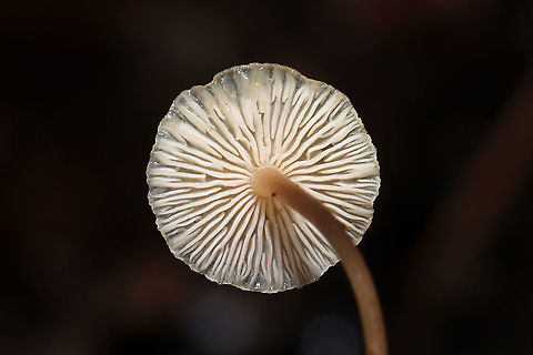 Lentil Shanklet (Collybia tuberosa) Small mushrooms growing in leaf litter (hickory) and pine detritus in a moist forest understory in Gordon County, GA, US, January 2021.. Bases are attached to orange/peachy sclerotia.
https://www.jungledragon.com/image/110785/lentil_shanklet_collybia_tuberosa.html
https://www.jungledragon.com/image/110784/lentil_shanklet_collybia_tuberosa.html Collybia tuberosa,Geotagged,United States,Winter