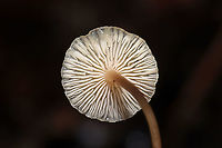 Lentil Shanklet (Collybia tuberosa) Small mushrooms growing in leaf litter (hickory) and pine detritus in a moist forest understory in Gordon County, GA, US, January 2021.. Bases are attached to orange/peachy sclerotia.<br />
https://www.jungledragon.com/image/110785/lentil_shanklet_collybia_tuberosa.html<br />
https://www.jungledragon.com/image/110784/lentil_shanklet_collybia_tuberosa.html Collybia tuberosa,Geotagged,United States,Winter
