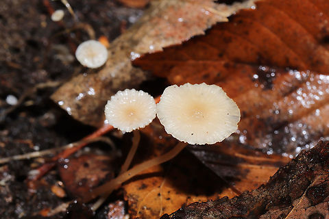 Lentil Shanklet (Collybia tuberosa) Small mushrooms growing in leaf litter (hickory) and pine detritus in a moist forest understory in Gordon County, GA, US, January 2021.. Bases are attached to orange/peachy sclerotia.
https://www.jungledragon.com/image/110785/lentil_shanklet_collybia_tuberosa.html
https://www.jungledragon.com/image/110783/lentil_shanklet_collybia_tuberosa.html Collybia tuberosa,Geotagged,United States,Winter