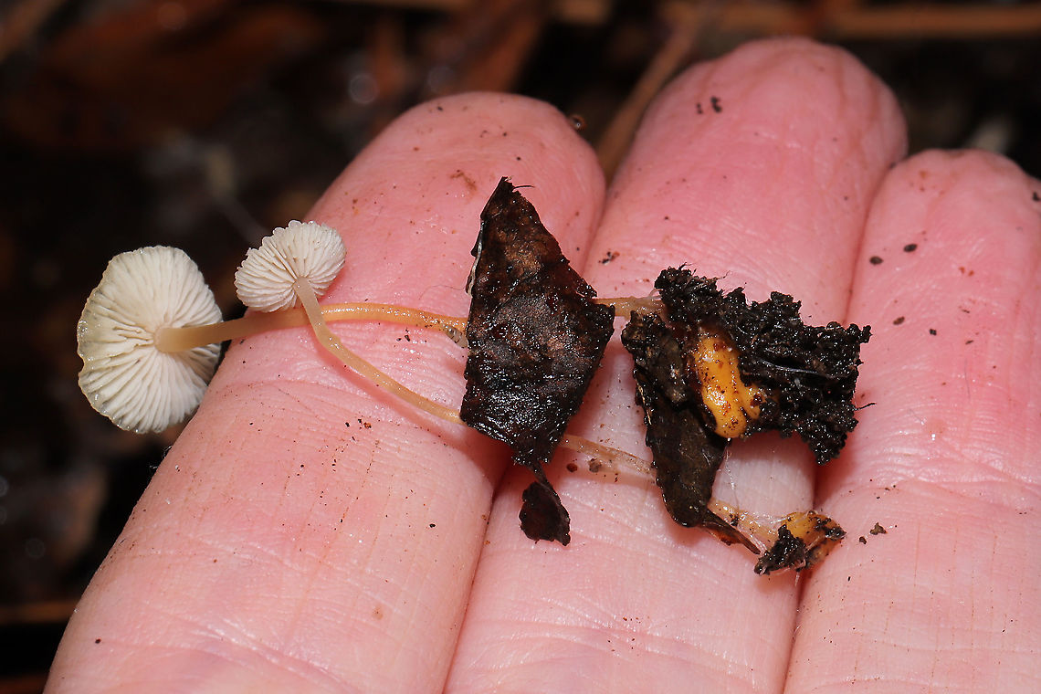 Lentil Shanklet (Collybia tuberosa) Small mushrooms growing in leaf litter (hickory) and pine detritus in a moist forest understory in Gordon County, GA, US, January 2021.. Bases are attached to orange/peachy sclerotia. <br />
<figure class="photo"><a href="https://www.jungledragon.com/image/110784/lentil_shanklet_collybia_tuberosa.html" title="Lentil Shanklet (Collybia tuberosa)"><img src="https://s3.amazonaws.com/media.jungledragon.com/images/3231/110784_thumb.jpg?AWSAccessKeyId=05GMT0V3GWVNE7GGM1R2&Expires=1759968010&Signature=RUdZlLridLvPNQpry1iv31tEnng%3D" width="200" height="134" alt="Lentil Shanklet (Collybia tuberosa) Small mushrooms growing in leaf litter (hickory) and pine detritus in a moist forest understory in Gordon County, GA, US, January 2021.. Bases are attached to orange/peachy sclerotia.<br />
https://www.jungledragon.com/image/110785/lentil_shanklet_collybia_tuberosa.html<br />
https://www.jungledragon.com/image/110783/lentil_shanklet_collybia_tuberosa.html Collybia tuberosa,Geotagged,United States,Winter" /></a></figure><br />
<figure class="photo"><a href="https://www.jungledragon.com/image/110783/lentil_shanklet_collybia_tuberosa.html" title="Lentil Shanklet (Collybia tuberosa)"><img src="https://s3.amazonaws.com/media.jungledragon.com/images/3231/110783_thumb.jpg?AWSAccessKeyId=05GMT0V3GWVNE7GGM1R2&Expires=1759968010&Signature=oSbze%2FyjgFNaeLa%2FI77atz%2Fm1FQ%3D" width="200" height="134" alt="Lentil Shanklet (Collybia tuberosa) Small mushrooms growing in leaf litter (hickory) and pine detritus in a moist forest understory in Gordon County, GA, US, January 2021.. Bases are attached to orange/peachy sclerotia.<br />
https://www.jungledragon.com/image/110785/lentil_shanklet_collybia_tuberosa.html<br />
https://www.jungledragon.com/image/110784/lentil_shanklet_collybia_tuberosa.html Collybia tuberosa,Geotagged,United States,Winter" /></a></figure> Collybia tuberosa,Geotagged,United States,Winter