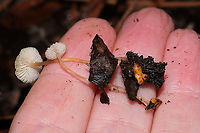 Lentil Shanklet (Collybia tuberosa) Small mushrooms growing in leaf litter (hickory) and pine detritus in a moist forest understory in Gordon County, GA, US, January 2021.. Bases are attached to orange/peachy sclerotia. <br />
https://www.jungledragon.com/image/110784/lentil_shanklet_collybia_tuberosa.html<br />
https://www.jungledragon.com/image/110783/lentil_shanklet_collybia_tuberosa.html Collybia tuberosa,Geotagged,United States,Winter