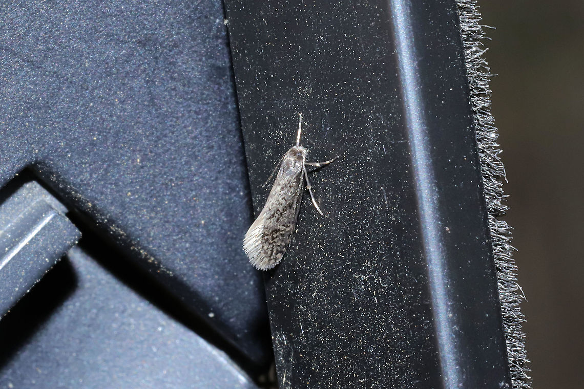 Amydria sp. Working on an ID. :) Flew out from under a tarp at a disturbed dense mixed forest edge. Landed on my window frame! Geotagged,United States,Winter
