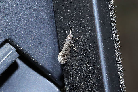 Amydria sp. Working on an ID. :) Flew out from under a tarp at a disturbed dense mixed forest edge. Landed on my window frame! Geotagged,United States,Winter