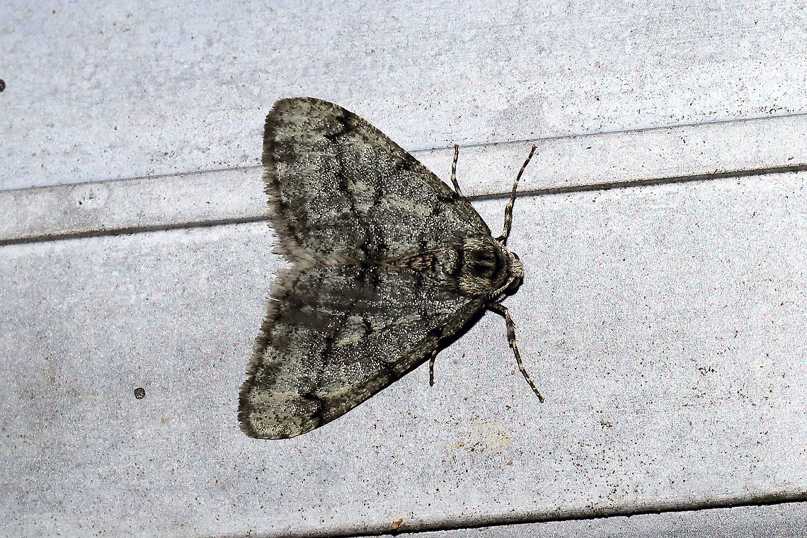 Small Phigalia Moth (Phigalia strigataria) At a porch light at a disturbed mixed forest edge.<br />
 Apocheima strigataria,Geotagged,Phigalia denticulata,Small phigalia moth,Toothed Phigalia Moth,United States,Winter