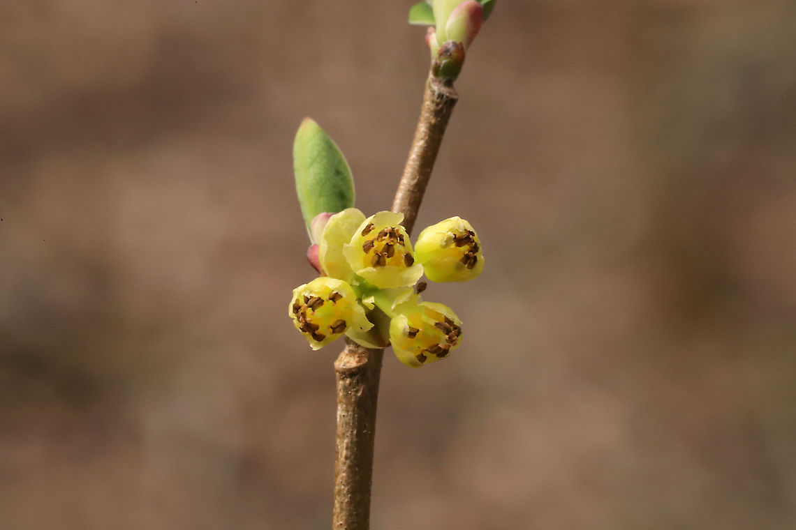 Northern Spicebush Flowers (Lindera benzoin) In a mixed forest understory<br />
 Common spicebush,Geotagged,Lindera benzoin,Spring,United States