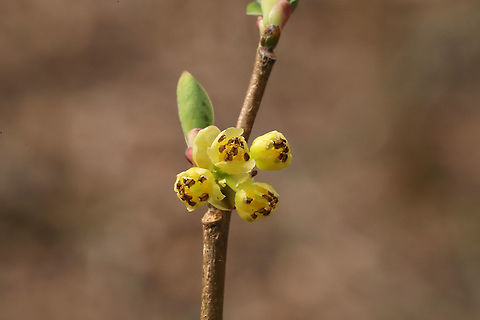 Northern Spicebush Flowers (Lindera benzoin) In a mixed forest understory
 Common spicebush,Geotagged,Lindera benzoin,Spring,United States