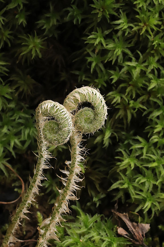 Christmas Fern Fiddleheads (Polystichum acrostichoides) Growing along a seasonal stream in a mixed forest understory<br />
 Christmas fern,Geotagged,Polystichum acrostichoides,Spring,United States