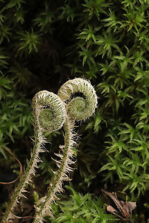 Christmas Fern Fiddleheads (Polystichum acrostichoides) Growing along a seasonal stream in a mixed forest understory
 Christmas fern,Geotagged,Polystichum acrostichoides,Spring,United States