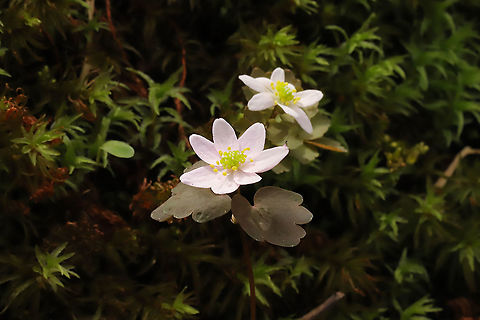 Rue Anemone (Thalictrum thalictroides) Growing along a seasonal stream in a mixed forest understory
 Geotagged,Rue Anemone,Spring,Thalictrum thalictroides,United States