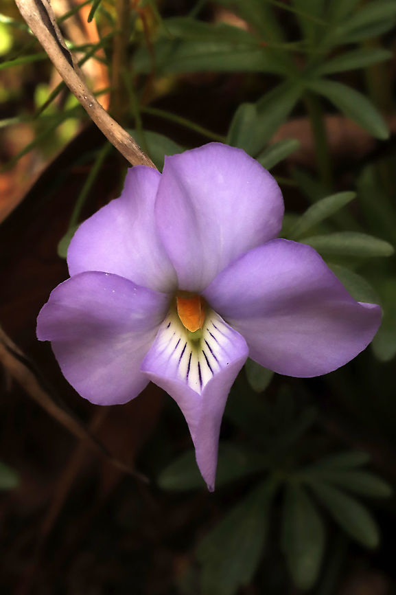 Bird's Foot Violet (Viola pedata) On a sunny hillside on a woodland trail<br />
 Birdsfoot violet,Geotagged,Spring,United States,Viola pedata