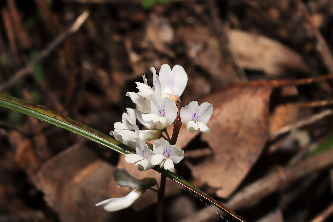 Carolina Vetch (Vicia caroliniana) On a sunny hillside on a woodland trail<br />
 Carolina vetch,Geotagged,Spring,United States,Vicia caroliniana