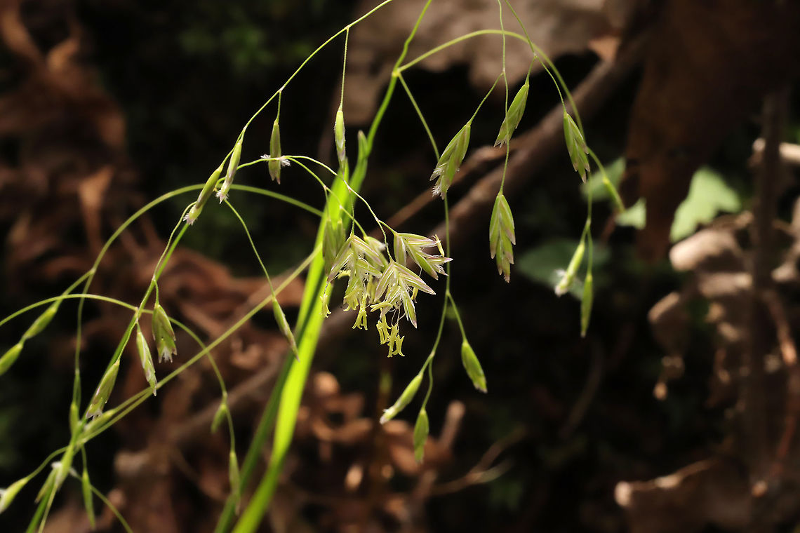 Subfamily Pooideae? Maybe a Brome? Growing along a seasonal stream in a mixed forest understory Geotagged,Spring,United States