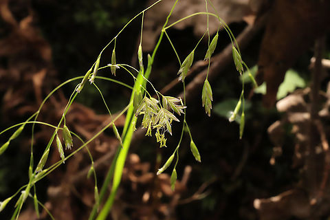 Subfamily Pooideae? Maybe a Brome? Growing along a seasonal stream in a mixed forest understory Geotagged,Spring,United States