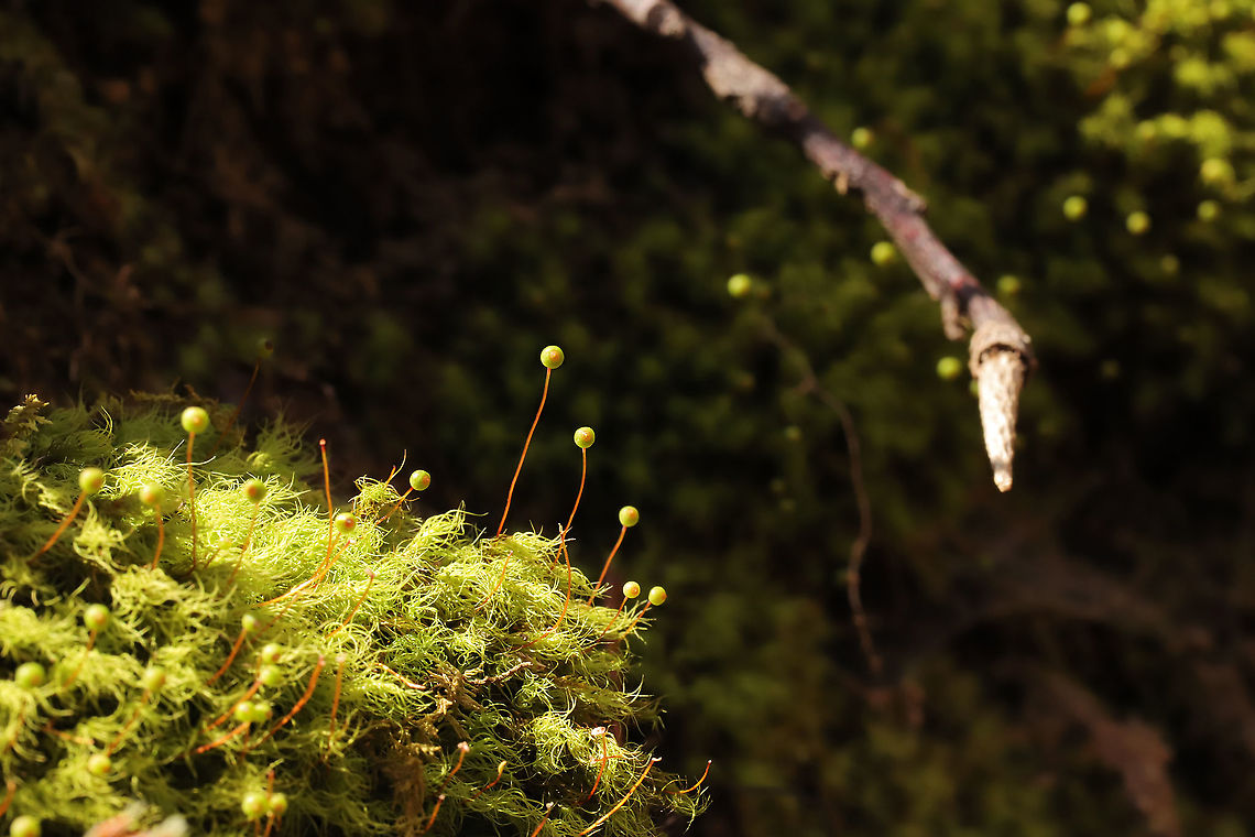 Common Apple-Moss (Bartramia pomiformis) Tentative ID. Moss growing near a seasonal stream on a woodland trail.<br />
 Bartramia  pomiformis,Bartramia pomiformis,Geotagged,United States,Winter