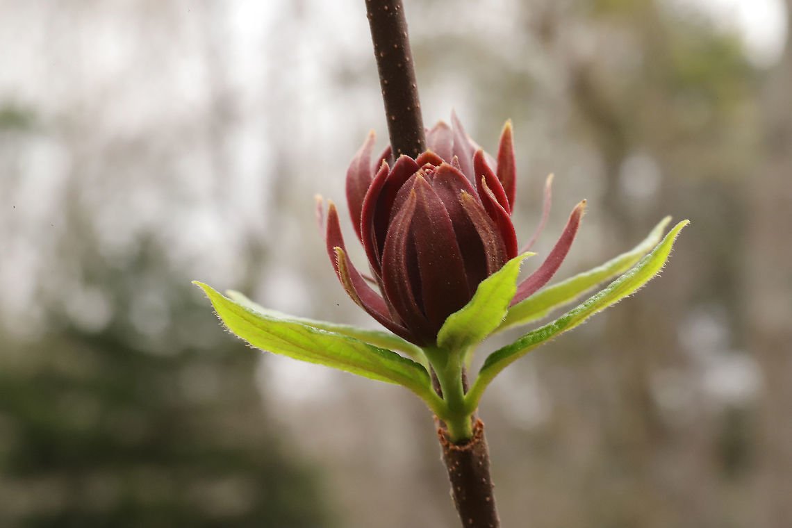 Carolina Sweetshrub (Calycanthus floridus) At a disturbed forest edge, within a few paces of my porch!<br />
 Calycanthus floridus,Carolina Sweetshrub,Geotagged,Spring,United States