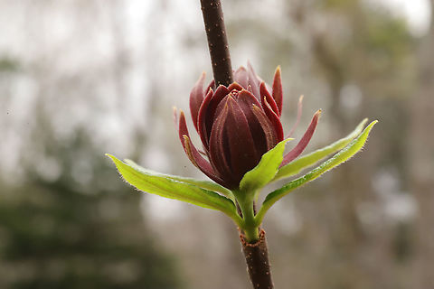 Carolina Sweetshrub (Calycanthus floridus) At a disturbed forest edge, within a few paces of my porch!
 Calycanthus floridus,Carolina Sweetshrub,Geotagged,Spring,United States