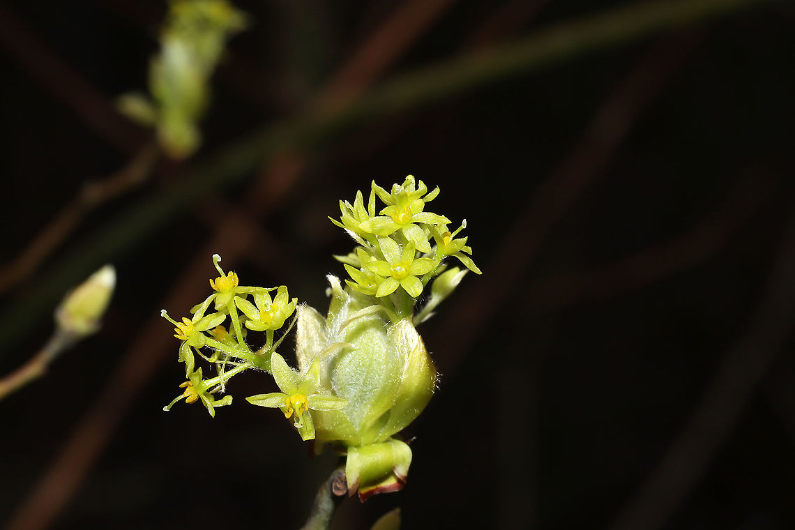 Sassafras flowers (Sassafras albidum) Sassafras flowers at a dense mixed forest edge.<br />
<figure class="photo"><a href="https://www.jungledragon.com/image/111453/sassafras_flowers_sassafras_albidum.html" title="Sassafras flowers (Sassafras albidum)"><img src="https://s3.amazonaws.com/media.jungledragon.com/images/3231/111453_thumb.jpg?AWSAccessKeyId=05GMT0V3GWVNE7GGM1R2&Expires=1759968010&Signature=PVBTF4ege5L6oGVAZcliUdwoLUQ%3D" width="200" height="134" alt="Sassafras flowers (Sassafras albidum) Sassafras flowers at a dense mixed forest edge.<br />
https://www.jungledragon.com/image/111452/sassafras_flowers_sassafras_albidum.html<br />
https://www.jungledragon.com/image/111454/sassafras_flowers_sassafras_albidum.html Geotagged,Sassafras albidum,Spring,United States,White sassafras" /></a></figure><br />
<figure class="photo"><a href="https://www.jungledragon.com/image/111454/sassafras_flowers_sassafras_albidum.html" title="Sassafras flowers (Sassafras albidum)"><img src="https://s3.amazonaws.com/media.jungledragon.com/images/3231/111454_thumb.jpg?AWSAccessKeyId=05GMT0V3GWVNE7GGM1R2&Expires=1759968010&Signature=Fp2RflaQX5q4KNuZQYO1zOs4j64%3D" width="200" height="134" alt="Sassafras flowers (Sassafras albidum) Sassafras flowers at a dense mixed forest edge. <br />
https://www.jungledragon.com/image/111452/sassafras_flowers_sassafras_albidum.html<br />
https://www.jungledragon.com/image/111453/sassafras_flowers_sassafras_albidum.html Geotagged,Sassafras albidum,Spring,United States,White sassafras" /></a></figure><br />
 Geotagged,Sassafras albidum,Spring,United States,White sassafras