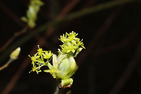 Sassafras flowers (Sassafras albidum) Sassafras flowers at a dense mixed forest edge.
https://www.jungledragon.com/image/111453/sassafras_flowers_sassafras_albidum.html
https://www.jungledragon.com/image/111454/sassafras_flowers_sassafras_albidum.html
 Geotagged,Sassafras albidum,Spring,United States,White sassafras