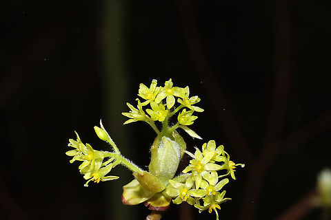Sassafras flowers (Sassafras albidum) Sassafras flowers at a dense mixed forest edge.
https://www.jungledragon.com/image/111452/sassafras_flowers_sassafras_albidum.html
https://www.jungledragon.com/image/111454/sassafras_flowers_sassafras_albidum.html Geotagged,Sassafras albidum,Spring,United States,White sassafras
