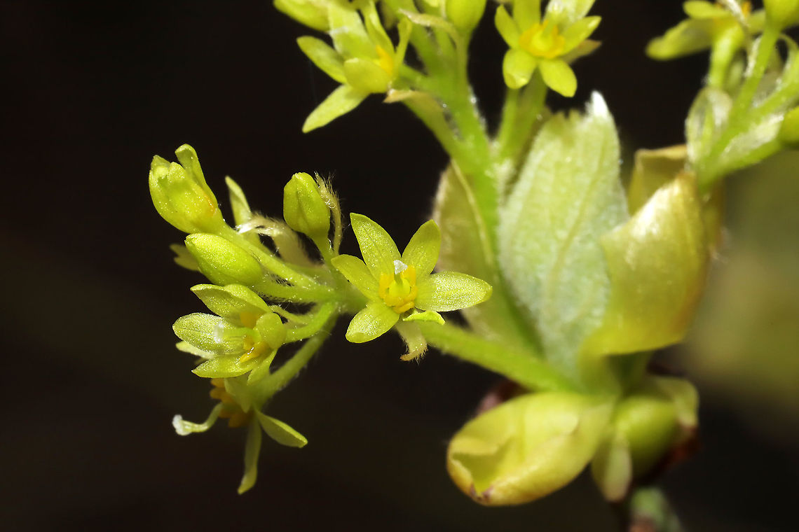 Sassafras flowers (Sassafras albidum) Sassafras flowers at a dense mixed forest edge. <br />
<figure class="photo"><a href="https://www.jungledragon.com/image/111452/sassafras_flowers_sassafras_albidum.html" title="Sassafras flowers (Sassafras albidum)"><img src="https://s3.amazonaws.com/media.jungledragon.com/images/3231/111452_thumb.jpg?AWSAccessKeyId=05GMT0V3GWVNE7GGM1R2&Expires=1759968010&Signature=lEBZFWkZMJUak6H13fsVJvlUBuE%3D" width="200" height="134" alt="Sassafras flowers (Sassafras albidum) Sassafras flowers at a dense mixed forest edge.<br />
https://www.jungledragon.com/image/111453/sassafras_flowers_sassafras_albidum.html<br />
https://www.jungledragon.com/image/111454/sassafras_flowers_sassafras_albidum.html<br />
 Geotagged,Sassafras albidum,Spring,United States,White sassafras" /></a></figure><br />
<figure class="photo"><a href="https://www.jungledragon.com/image/111453/sassafras_flowers_sassafras_albidum.html" title="Sassafras flowers (Sassafras albidum)"><img src="https://s3.amazonaws.com/media.jungledragon.com/images/3231/111453_thumb.jpg?AWSAccessKeyId=05GMT0V3GWVNE7GGM1R2&Expires=1759968010&Signature=PVBTF4ege5L6oGVAZcliUdwoLUQ%3D" width="200" height="134" alt="Sassafras flowers (Sassafras albidum) Sassafras flowers at a dense mixed forest edge.<br />
https://www.jungledragon.com/image/111452/sassafras_flowers_sassafras_albidum.html<br />
https://www.jungledragon.com/image/111454/sassafras_flowers_sassafras_albidum.html Geotagged,Sassafras albidum,Spring,United States,White sassafras" /></a></figure> Geotagged,Sassafras albidum,Spring,United States,White sassafras