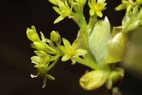 Sassafras flowers (Sassafras albidum) Sassafras flowers at a dense mixed forest edge. 
https://www.jungledragon.com/image/111452/sassafras_flowers_sassafras_albidum.html
https://www.jungledragon.com/image/111453/sassafras_flowers_sassafras_albidum.html Geotagged,Sassafras albidum,Spring,United States,White sassafras