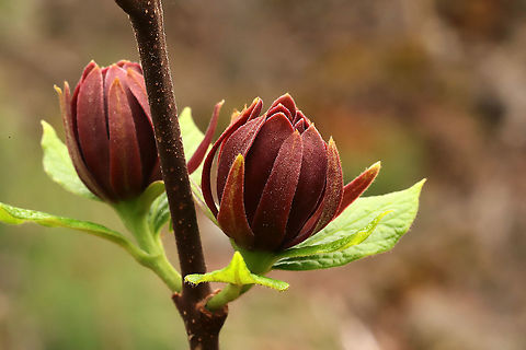 Carolina Sweetshrub (Calycanthus floridus) Growing at a disturbed mixed forest edge.
https://www.jungledragon.com/image/111459/carolina_sweetshrub_calycanthus_floridus.html
https://www.jungledragon.com/image/111457/carolina_sweetshrub_calycanthus_floridus.html
https://www.jungledragon.com/image/111458/carolina_sweetshrub_calycanthus_floridus.html Calycanthus floridus,Carolina Sweetshrub,Geotagged,Spring,United States