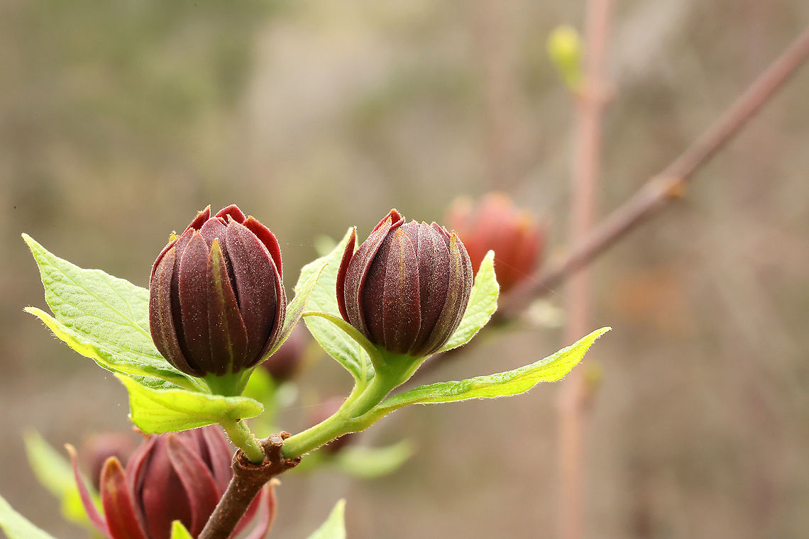 Carolina Sweetshrub (Calycanthus floridus)  Growing at a disturbed mixed forest edge. <br />
<figure class="photo"><a href="https://www.jungledragon.com/image/111459/carolina_sweetshrub_calycanthus_floridus.html" title="Carolina Sweetshrub (Calycanthus floridus)"><img src="https://s3.amazonaws.com/media.jungledragon.com/images/3231/111459_thumb.jpg?AWSAccessKeyId=05GMT0V3GWVNE7GGM1R2&Expires=1767225610&Signature=iWxA2ir0zt%2FbArK2aWz8TrjxeOc%3D" width="200" height="134" alt="Carolina Sweetshrub (Calycanthus floridus) Growing at a disturbed mixed forest edge.<br />
https://www.jungledragon.com/image/111458/carolina_sweetshrub_calycanthus_floridus.html<br />
https://www.jungledragon.com/image/111457/carolina_sweetshrub_calycanthus_floridus.html<br />
https://www.jungledragon.com/image/111456/carolina_sweetshrub_calycanthus_floridus.html Calycanthus floridus,Carolina Sweetshrub,Geotagged,Spring,United States" /></a></figure><br />
<figure class="photo"><a href="https://www.jungledragon.com/image/111458/carolina_sweetshrub_calycanthus_floridus.html" title="Carolina Sweetshrub (Calycanthus floridus)"><img src="https://s3.amazonaws.com/media.jungledragon.com/images/3231/111458_thumb.jpg?AWSAccessKeyId=05GMT0V3GWVNE7GGM1R2&Expires=1767225610&Signature=6teFb2eegl5diQBv0Z8YUCNdsBE%3D" width="200" height="134" alt="Carolina Sweetshrub (Calycanthus floridus) Growing at a disturbed mixed forest edge. <br />
https://www.jungledragon.com/image/111459/carolina_sweetshrub_calycanthus_floridus.html<br />
https://www.jungledragon.com/image/111457/carolina_sweetshrub_calycanthus_floridus.html<br />
https://www.jungledragon.com/image/111456/carolina_sweetshrub_calycanthus_floridus.html Calycanthus floridus,Carolina Sweetshrub,Geotagged,Spring,United States" /></a></figure><br />
<figure class="photo"><a href="https://www.jungledragon.com/image/111456/carolina_sweetshrub_calycanthus_floridus.html" title="Carolina Sweetshrub (Calycanthus floridus)"><img src="https://s3.amazonaws.com/media.jungledragon.com/images/3231/111456_thumb.jpg?AWSAccessKeyId=05GMT0V3GWVNE7GGM1R2&Expires=1767225610&Signature=d7lxA5xNvhUq086py6YpvbG%2B8jI%3D" width="200" height="134" alt="Carolina Sweetshrub (Calycanthus floridus) Growing at a disturbed mixed forest edge.<br />
https://www.jungledragon.com/image/111459/carolina_sweetshrub_calycanthus_floridus.html<br />
https://www.jungledragon.com/image/111457/carolina_sweetshrub_calycanthus_floridus.html<br />
https://www.jungledragon.com/image/111458/carolina_sweetshrub_calycanthus_floridus.html Calycanthus floridus,Carolina Sweetshrub,Geotagged,Spring,United States" /></a></figure> Calycanthus floridus,Carolina Sweetshrub,Geotagged,Spring,United States
