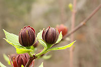Carolina Sweetshrub (Calycanthus floridus) Growing at a disturbed mixed forest edge. <br />
https://www.jungledragon.com/image/111459/carolina_sweetshrub_calycanthus_floridus.html<br />
https://www.jungledragon.com/image/111458/carolina_sweetshrub_calycanthus_floridus.html<br />
https://www.jungledragon.com/image/111456/carolina_sweetshrub_calycanthus_floridus.html Calycanthus floridus,Carolina Sweetshrub,Geotagged,Spring,United States