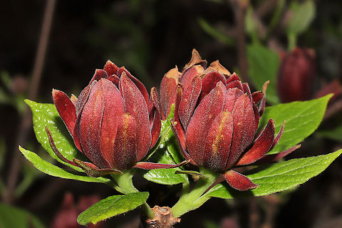 Carolina Sweetshrub (Calycanthus floridus) Growing at a disturbed mixed forest edge. 
https://www.jungledragon.com/image/111459/carolina_sweetshrub_calycanthus_floridus.html
https://www.jungledragon.com/image/111457/carolina_sweetshrub_calycanthus_floridus.html
https://www.jungledragon.com/image/111456/carolina_sweetshrub_calycanthus_floridus.html Calycanthus floridus,Carolina Sweetshrub,Geotagged,Spring,United States
